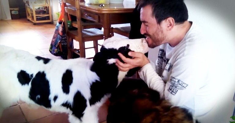 This Cow Was Headed To A Slaughter House, But Now He Snuck In The Kitchen To Do THIS!