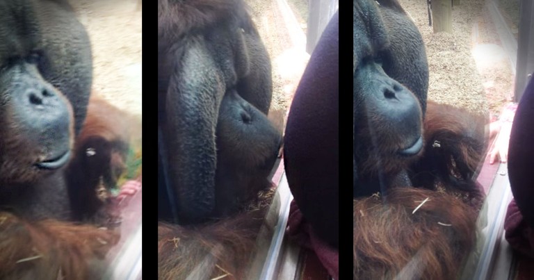 What This Orangutan Did At The Zoo Just Melted My Heart!