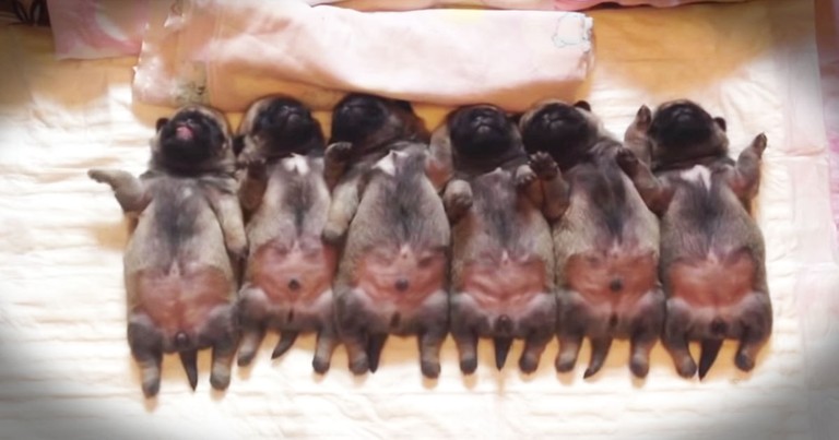 Bad Day? Here's A Line Of Sleepy Puppy Bellies To Fix It! 