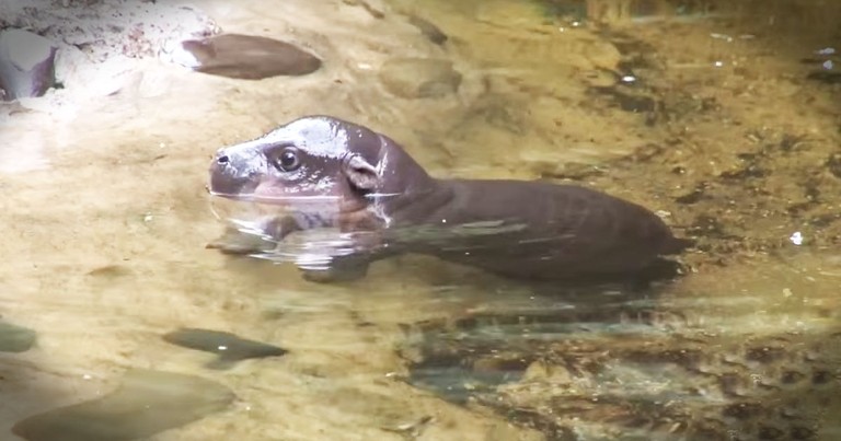 This Precious Baby Hippo Is About To Make A Splash In Your Heart