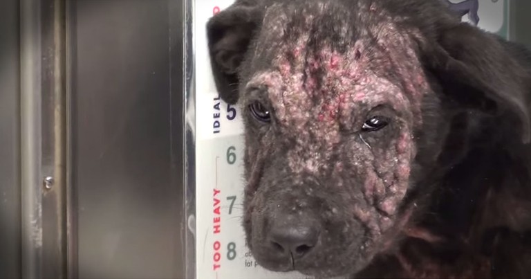 Homeless Puppy Was About To Be Put Down, And Then Her Whole Life Changed!