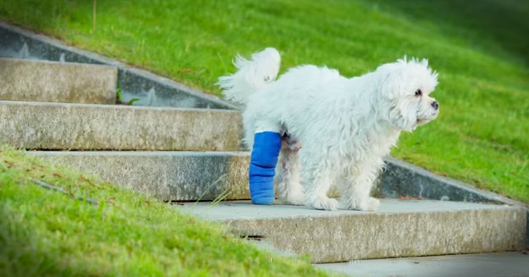 Poor Pup's Cast Was Holding Him Back. Until His Human Did THIS! 