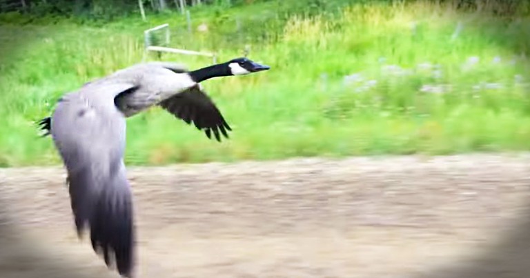 This Goose Rescue Is Too Beautiful To Miss