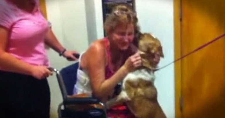 This Dog Survived 65 Days In The Desert To Be Reunited With Her Owner