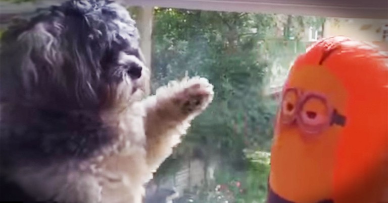 This Pup's Hilarious Battle With A Minion Just Made My Day!