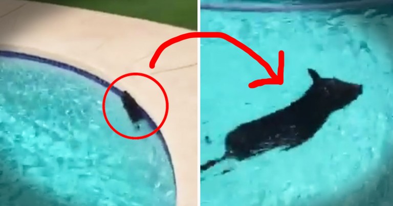 He Heard Noises Coming From His Pool. And What He Found You Will Not Believe!