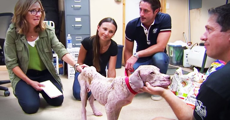 Meredith Viera Joins A Heartbreaking But Hopeful Dog Rescue