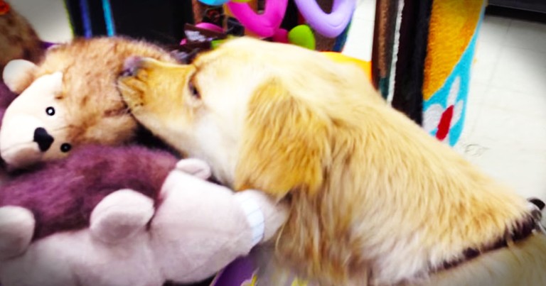 This Dog's Shopping Trip Made My Week!
