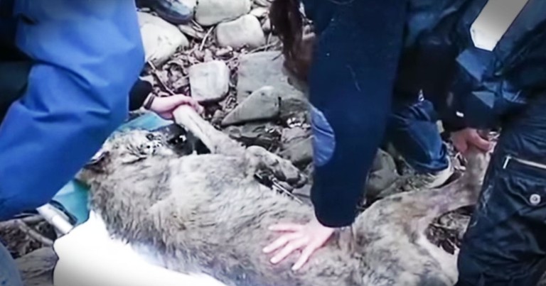 A Beautiful Wolf Trapped in Icy Waters is Rescued and Brought Back to Life