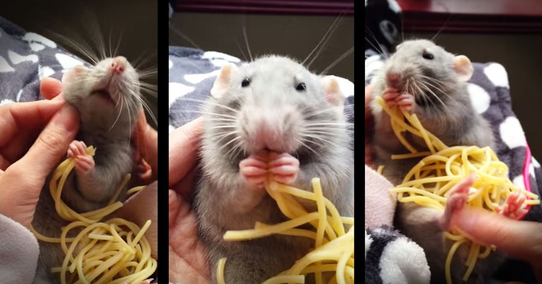 Rat's Spaghetti Snack Is Too Cute For Words
