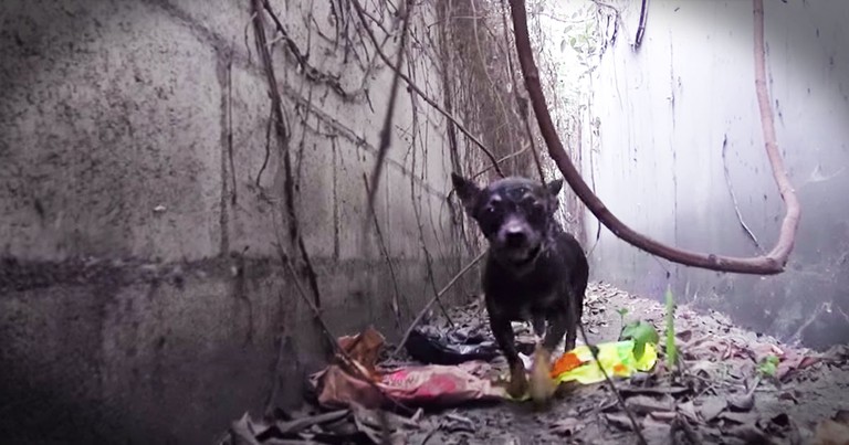 Scared Dog Living In A Trench Gets Beautiful Rescue
