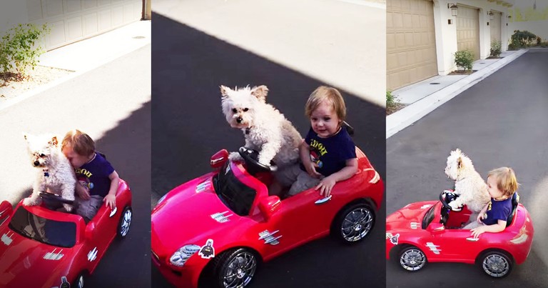 This Dog Is The Cutest Driver You'll Ever See