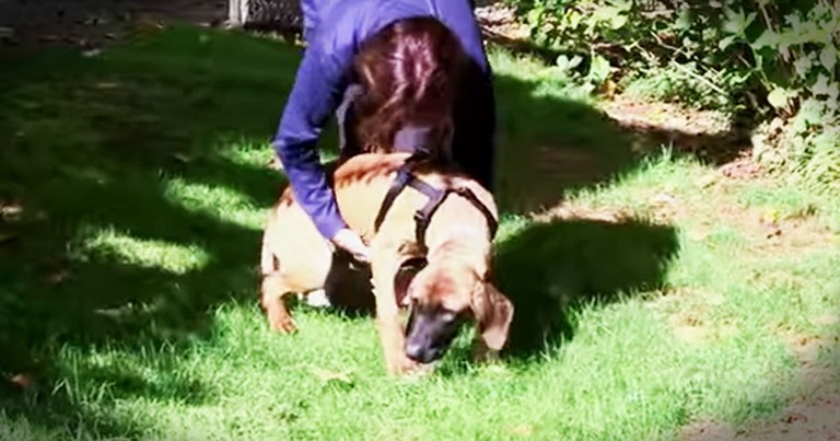 Rescue Dog Touches Grass For The Very First Time And You HAVE To See It