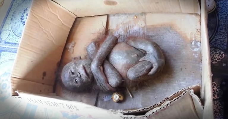 Baby Orangutan Found In A Box Was Rescued from The Brink Of Death