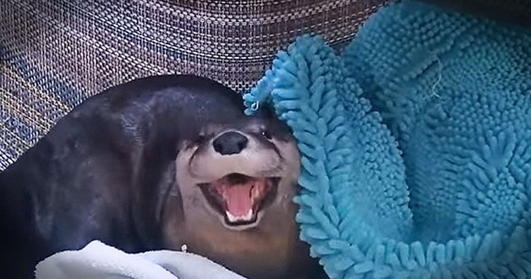 Sleepy Otter Wants A Little More Time In Bed
