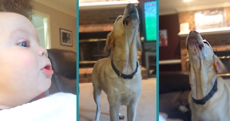 Baby Boy Knows Howling Isn't For Just The Dogs Any More