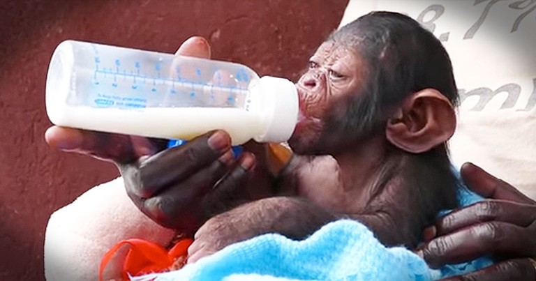 Precious Baby Chimp Is The Best Cuddle Buddy