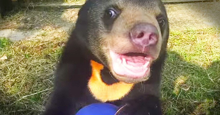 Orphaned Bear Cub Sees A Play Area For The First Time - TEARS!