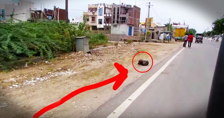 Dog Gave Up On Life Until This Touching Rescue