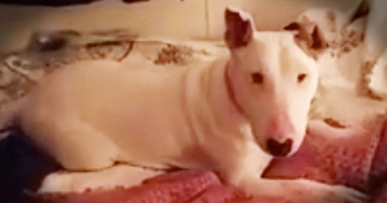 Rescue Pup's First Time On A Bed Will have You Grinning