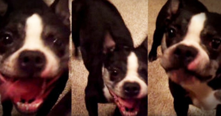 This Pup IS A Dancing Machine And It's Amazing!