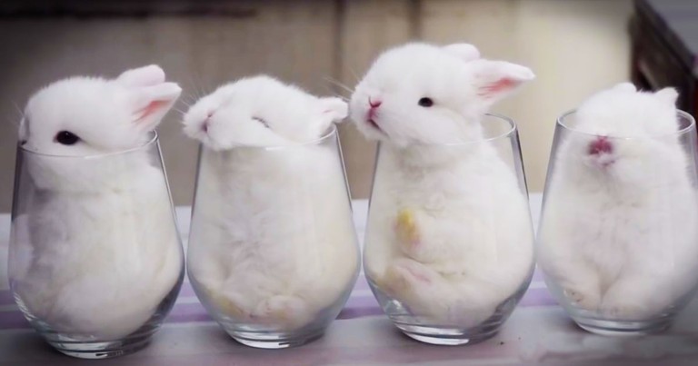 4 Sleepy Bunnies In 4 Tiny Glasses Made My Day