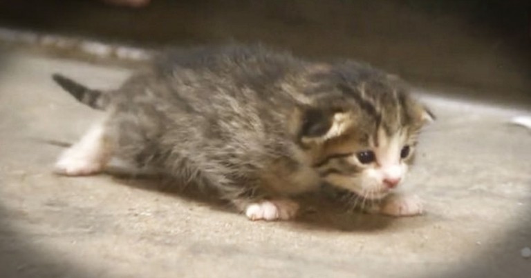 Kitten Saved Seconds Before Going Into Trash Compactor Gets Amazing New Life