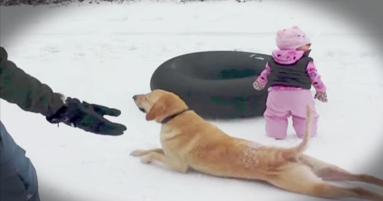 Dog's Snowy Silliness Had Everyone Cracking Up