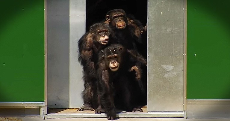 Chimps Held in Captivity for Decades Play in the Sun for the First Time
