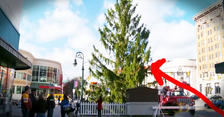 World's Ugliest Christmas Tree' Just Got A Second Chance And It's Beautiful