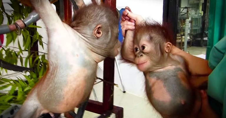 Orphaned Baby Orangutans Meet For The First Time
