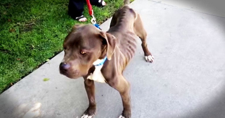 Dog Left In A Backyard To Die Gets Incredible Rescue