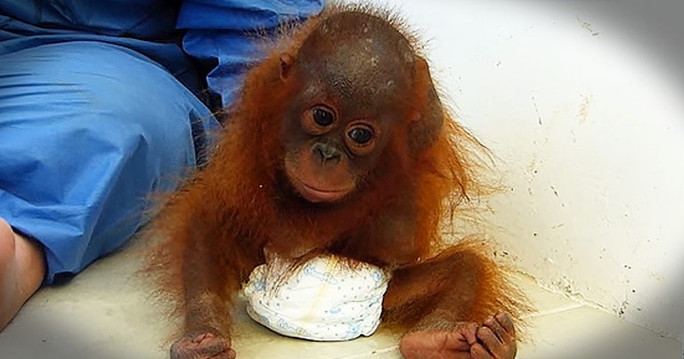 Orphaned Orangutan Receives Love After Years Of Trauma