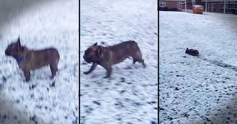 French Bulldog Pup Is SO Excited About This Year's First Snow!
