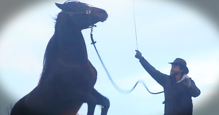 Dangerous Wild Horse's Story Of Redemption Is Simply Amazing!