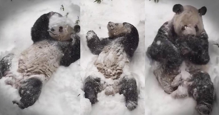 Panda's Snow Adventure Brings Smiles