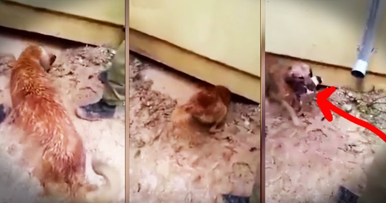 Dog Heroically Saves Her Puppies From Flood