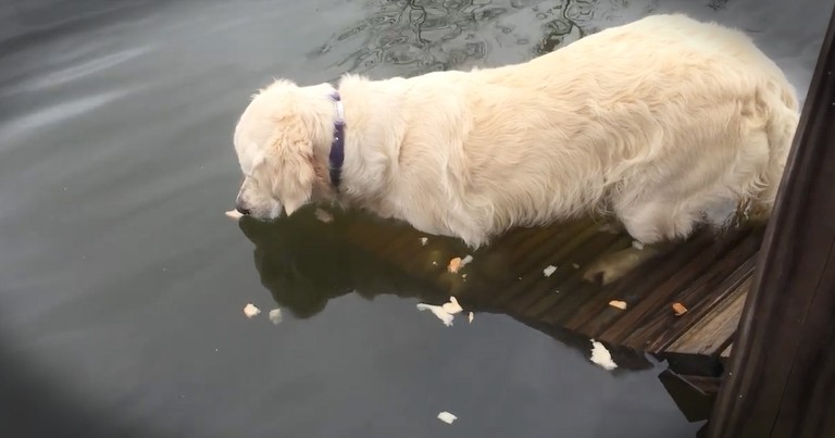 How This Clever Dog Fishes Will Amaze You