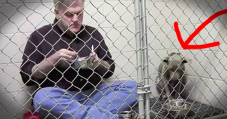 Vet's Kindness For A Starving Dog Will Move You