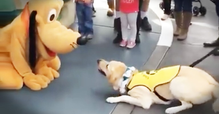 Service Dog Meeting Pluto Brings The Giggles
