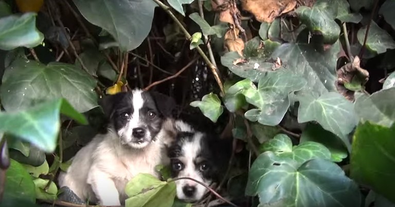 5 Puppies Get Dramatic Rescue
