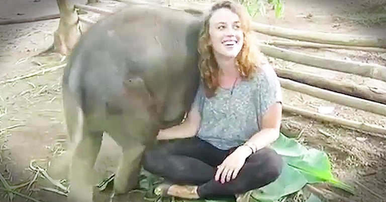 Baby Elephants Who Want To Be Lap Dogs Are Too Cute