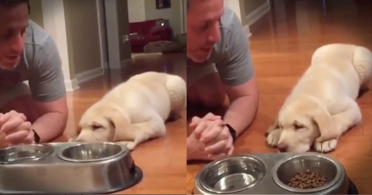 Puppy's Dinnertime Prayer Is Too Cute To Miss