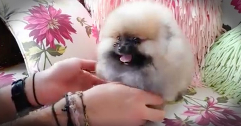 Fluff Ball Puppy Will bring You So Much Joy