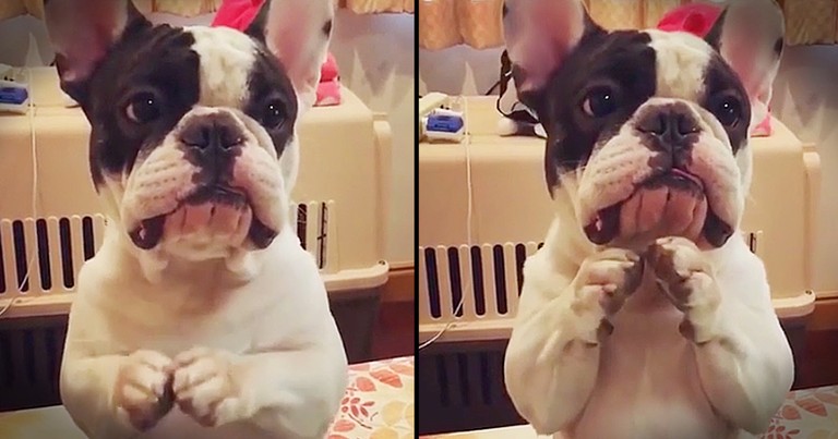 Precious Bulldog Asks For Treat So Sweetly You Can't Say 'NO'