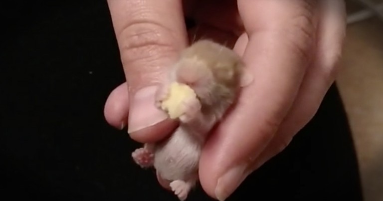 Baby Hamster's Sleepy Snack Is The Cutest