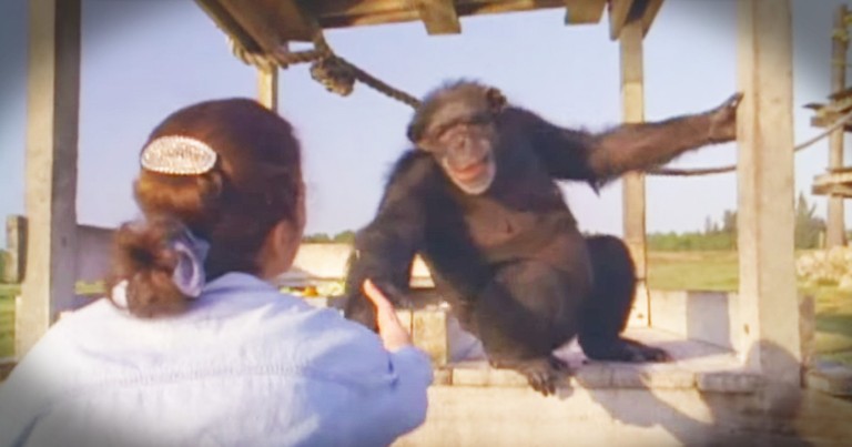 Chimpanzees Emotional Reunion With The Woman Who Rescued Them 18 Years Ago