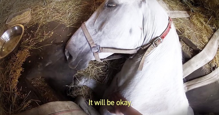 Horse Trapped In Maintenance Pit Gets Amazing Rescue