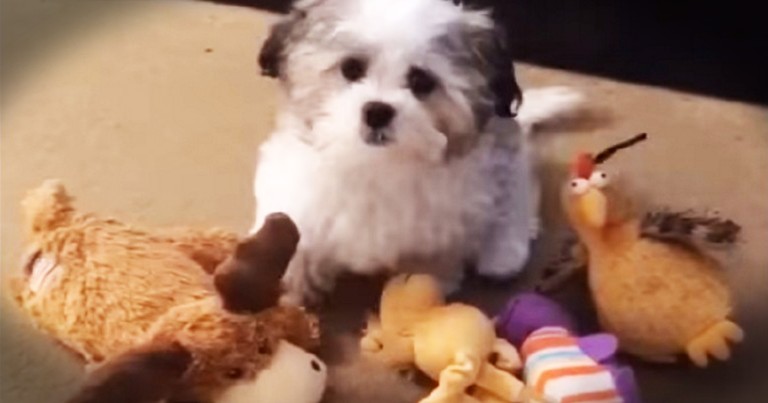 Puppy's Hilarious Response To Pizza Or Friendship Made Me LOL