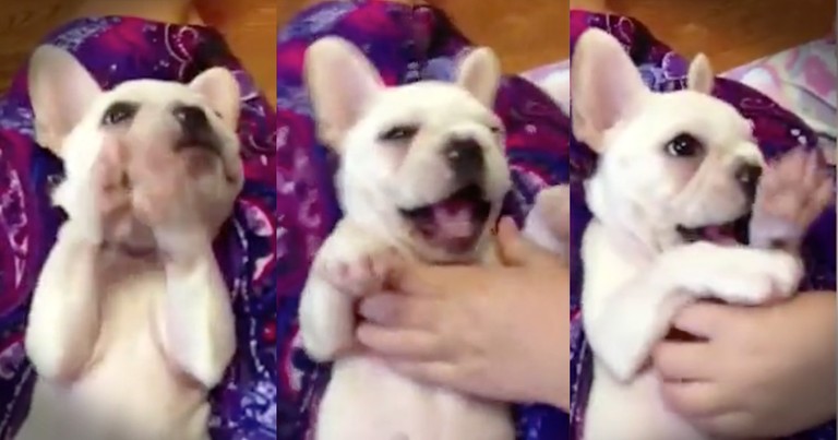 Puppy Claps Along To 'If You're Happy And You Know It'